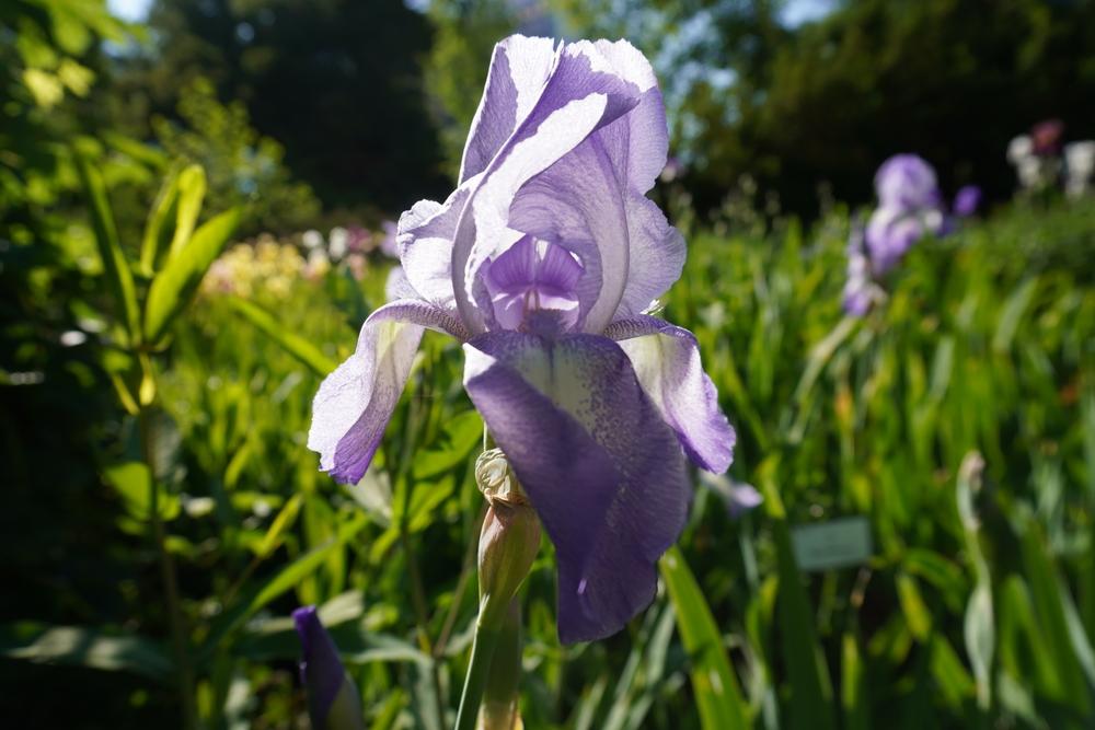 Photo of Tall Bearded Iris (Iris 'Blue Shimmer') uploaded by D3LL