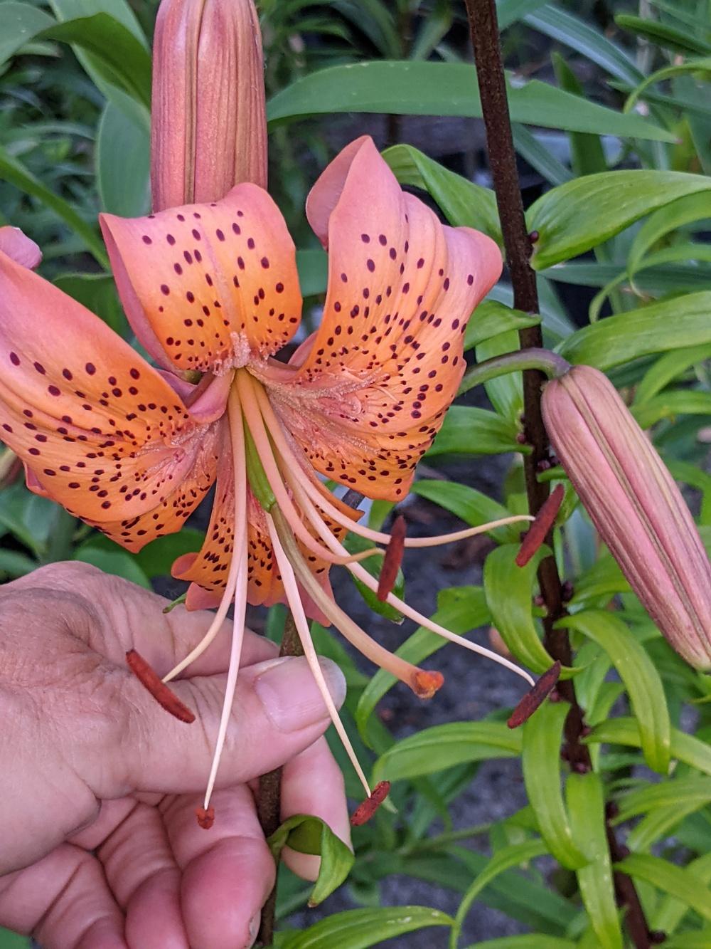 Photo of Asiatic Lily (Lilium 'Jasper') uploaded by Joy