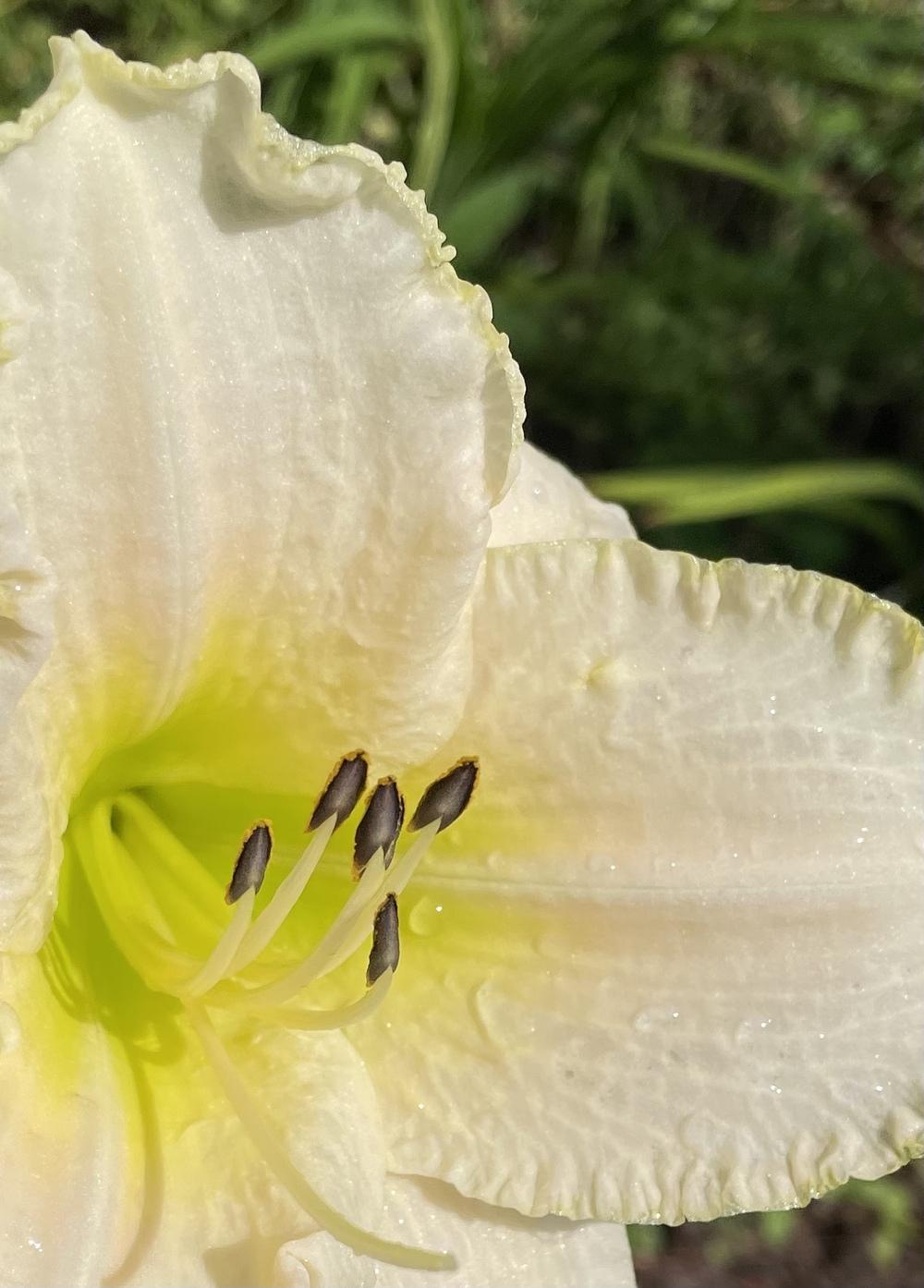 Photo of Daylily (Hemerocallis 'White Perfection') uploaded by Kayakcowgirl