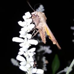 Location: Ontario, Canada
Date: 2021-06-21
A large moth enjoying the blooms in the evening.