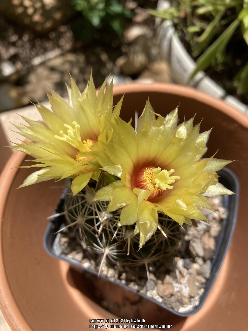 Photo of Pineapple Cactus (Coryphantha sulcata) uploaded by bwbillh