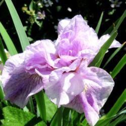 Location: Toronto, Ontario
Date: 2021-06-21
Siberian Iris (Iris 'Longfields Pink Parfait').