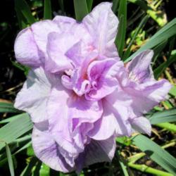 Location: Toronto, Ontario
Date: 2021-06-21
Siberian Iris (Iris 'Longfields Pink Parfait').