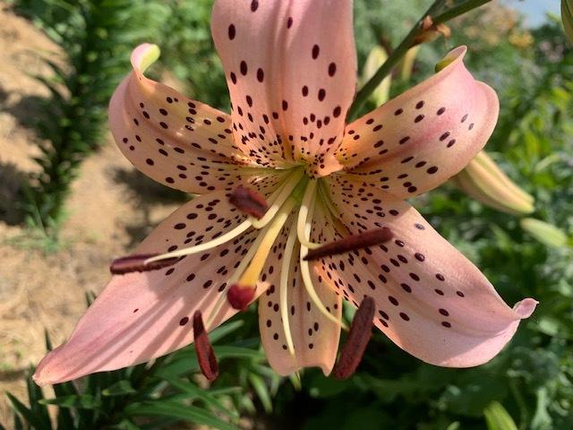 Photo of Lily (Lilium 'Pink Giant') uploaded by jkporter