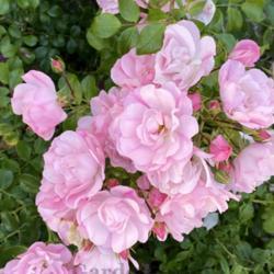 Location: SoCal
Date: 2021-06-09
Flower Carpet Appleblossom  rose in full bloom