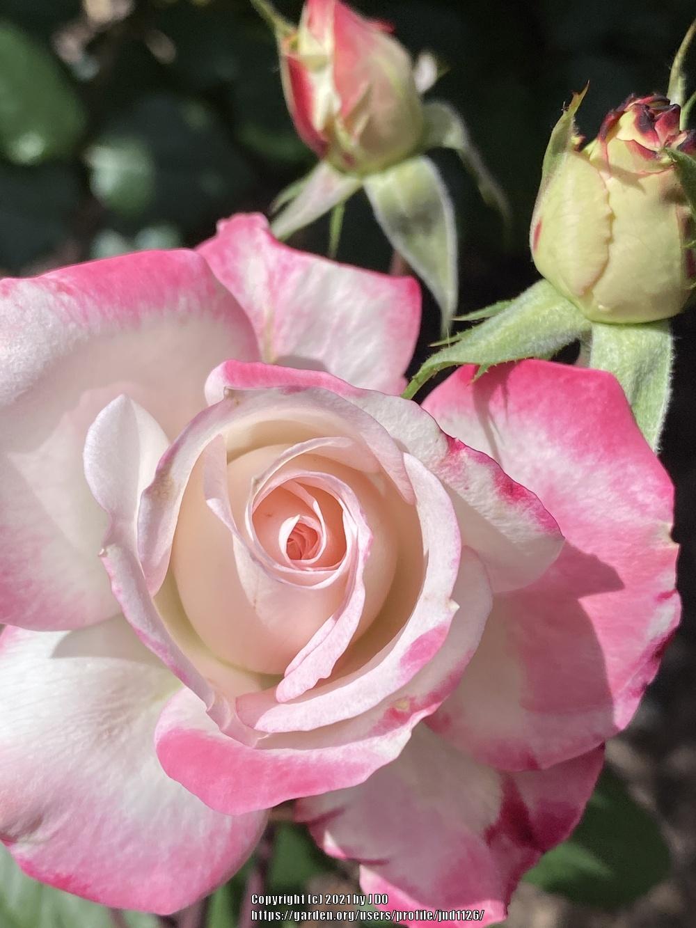Photo of Rose (Rosa 'Grace N' Grit Pink BiColor') uploaded by jnd1126