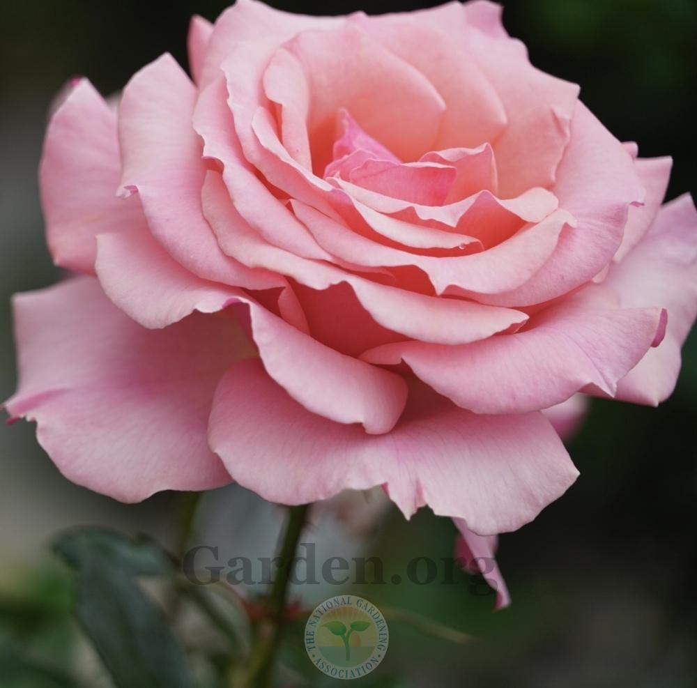 Photo of Rose (Rosa 'Tournament of Roses') uploaded by jnd1126