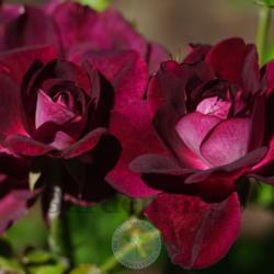 
Date: 2021-05-24
Love the deep dark burgundy red in cool temps; new to my garden t