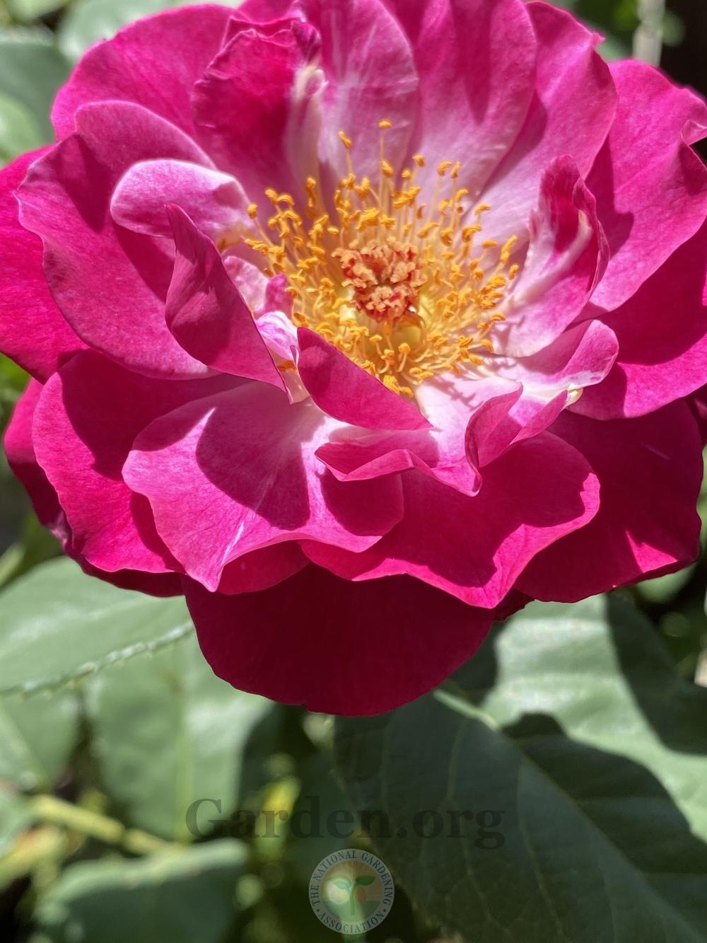 Photo of Rose (Rosa 'Wild Blue Yonder') uploaded by jnd1126