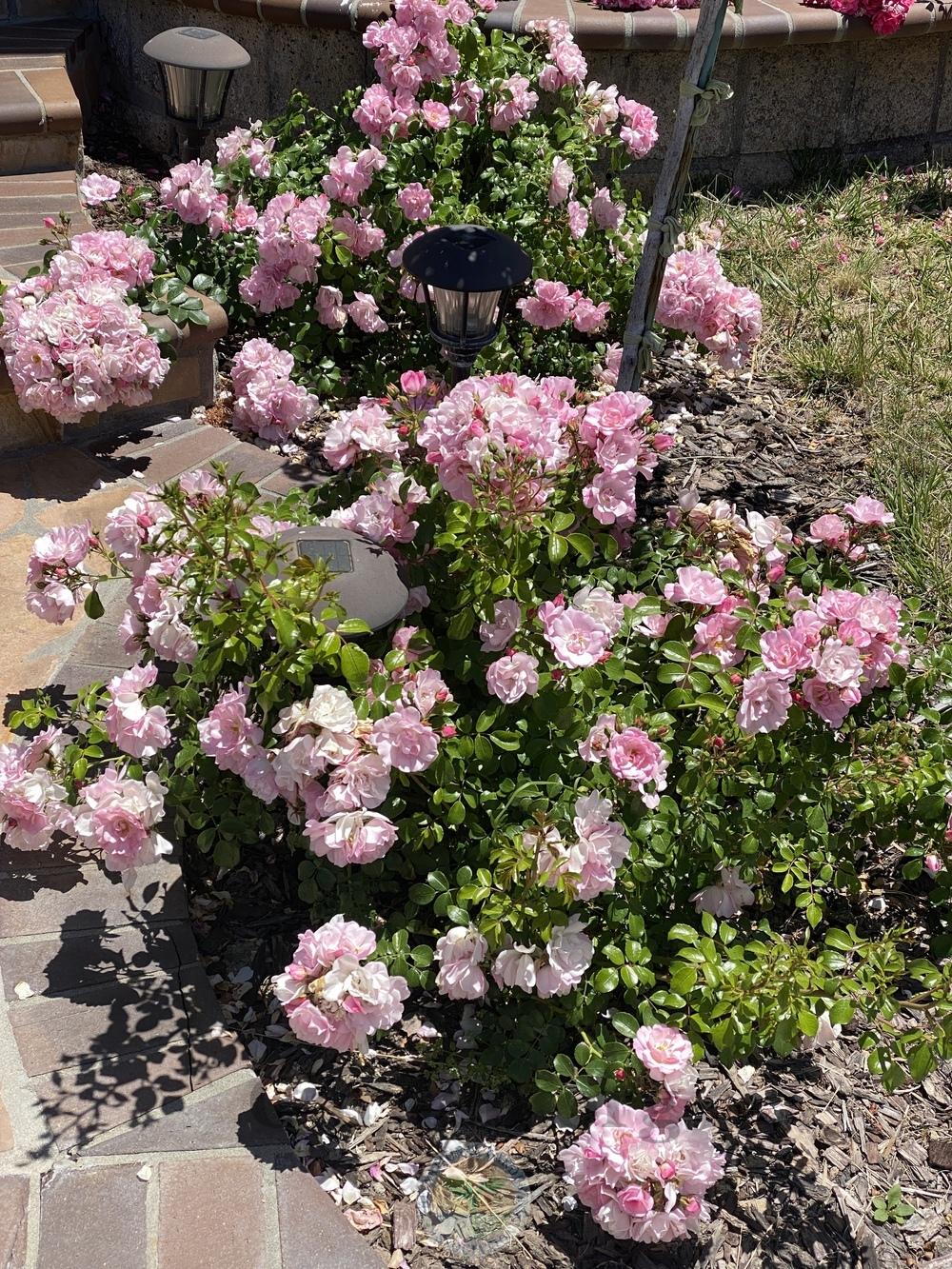 Photo of Rose (Rosa 'Flower Carpet Apple Blossom') uploaded by jnd1126