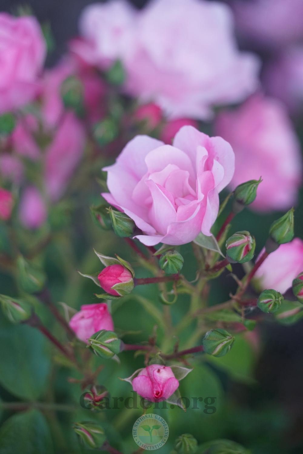 Photo of Rose (Rosa 'Flower Carpet Apple Blossom') uploaded by jnd1126