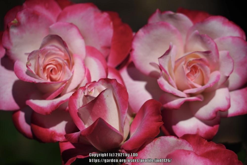 Photo of Rose (Rosa 'Grace N' Grit Pink BiColor') uploaded by jnd1126