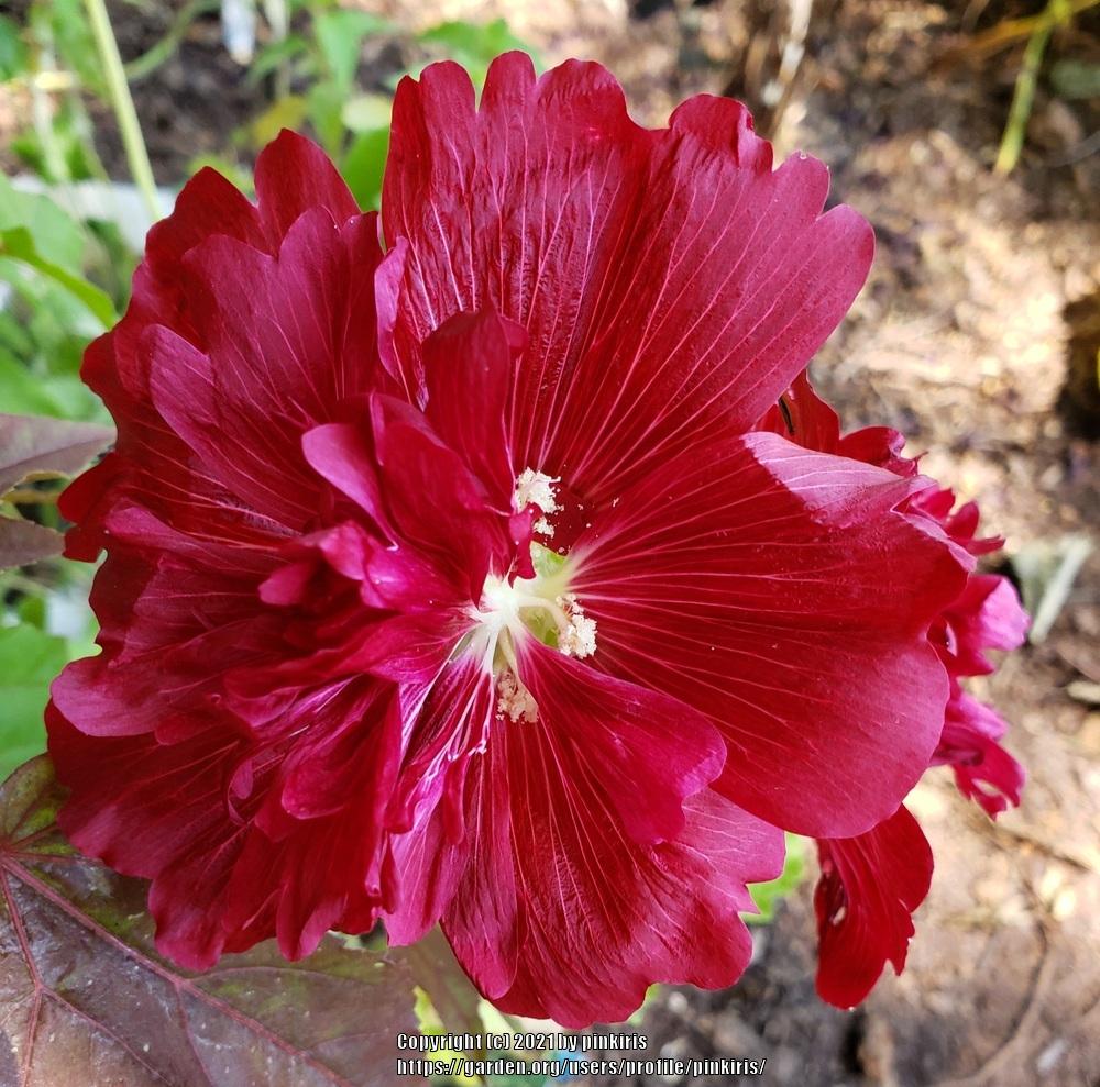 Photo of Hollyhock (Alcea rosea Spring Celebrities™ Crimson) uploaded by pinkiris