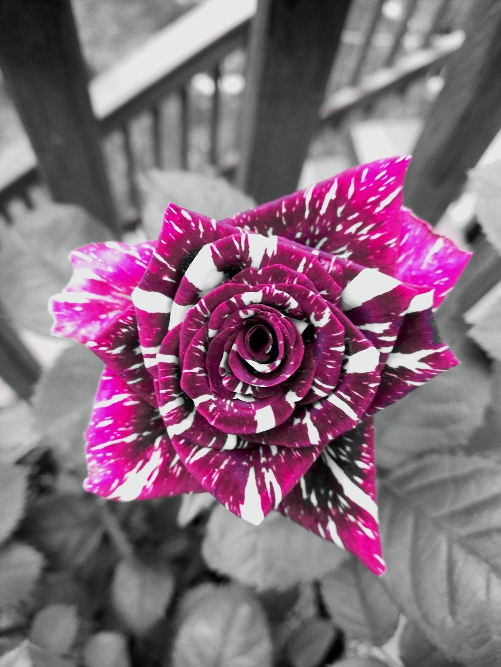 Photo of Rose (Rosa 'Abracadabra') uploaded by plasko20