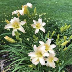 Location: SE Michigan
Date: June 22, 2021 6PM
Love this daylily!