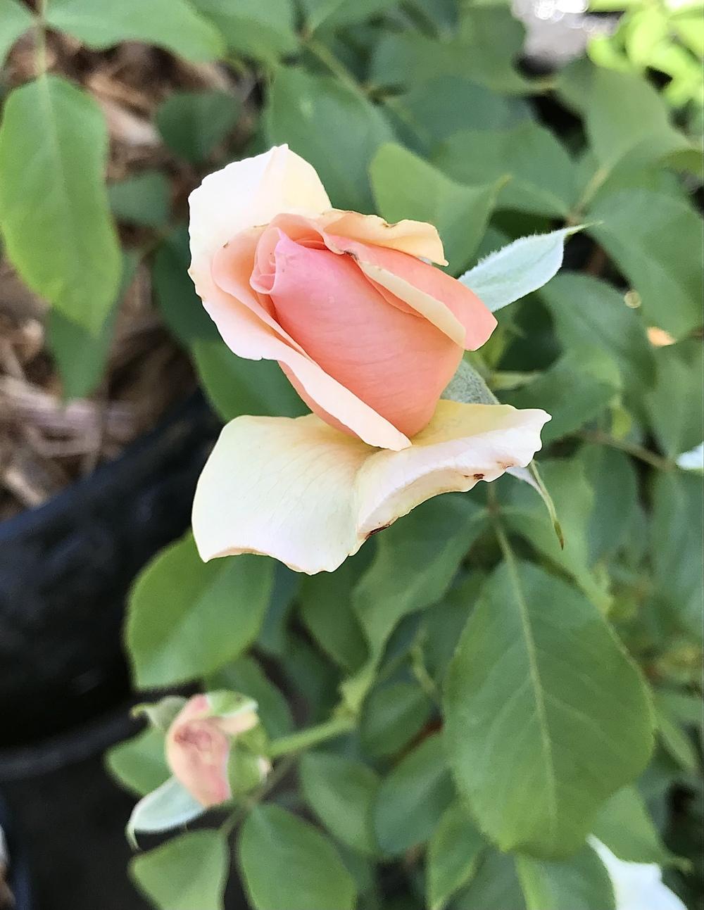 Photo of Rose (Rosa 'Mother of Pearl') uploaded by BeautifulRoots