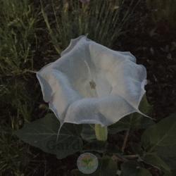 Location: South Jordan, Utah, United States
Date: 2021-06-22
The flower only moments after opening.