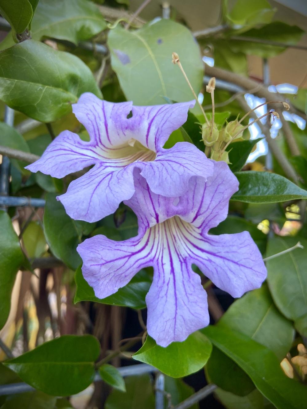 Photo of Lavender Trumpet Vine (Bignonia callistegioides) uploaded by Calif_Sue