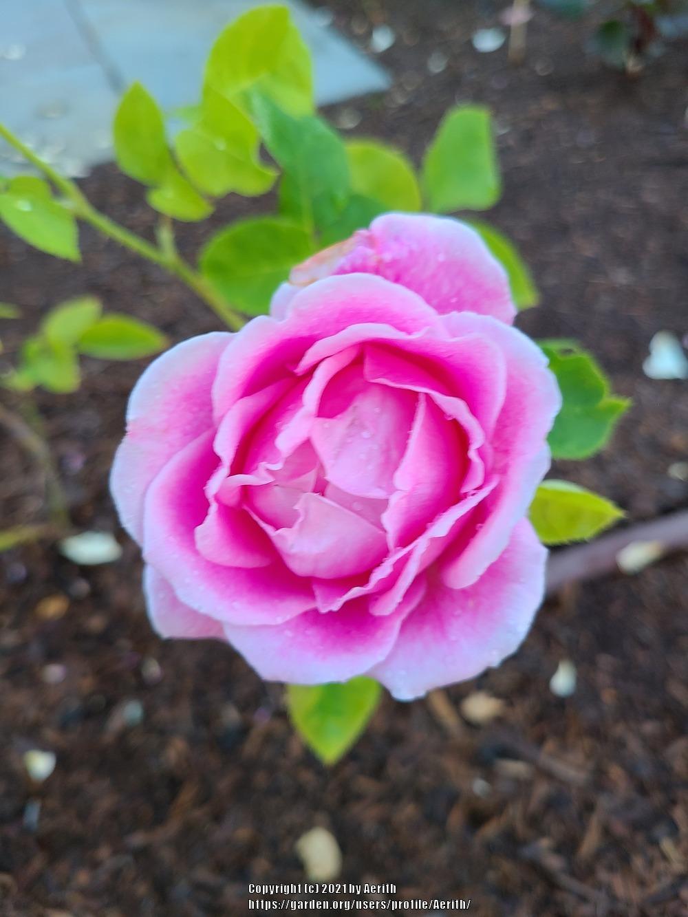 Photo of Rose (Rosa 'Jadis') uploaded by Aerith