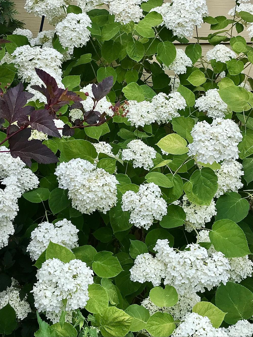 Photo of Smooth Hydrangea (Hydrangea arborescens 'Annabelle') uploaded by BeautifulRoots