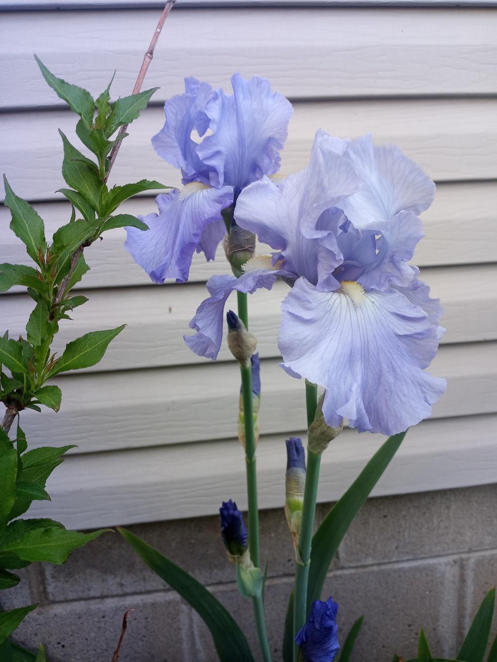 Photo of Tall Bearded Iris (Iris 'Land o' Lakes') uploaded by bhoven87