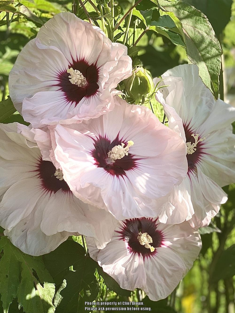Photo of Hybrid Hardy Hibiscus (Hibiscus Summerific™ Cherry Cheesecake) uploaded by clintbrown
