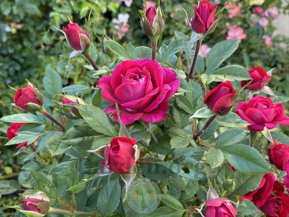 Photo of Rose (Rosa 'Ruby Ruby') uploaded by jnd1126