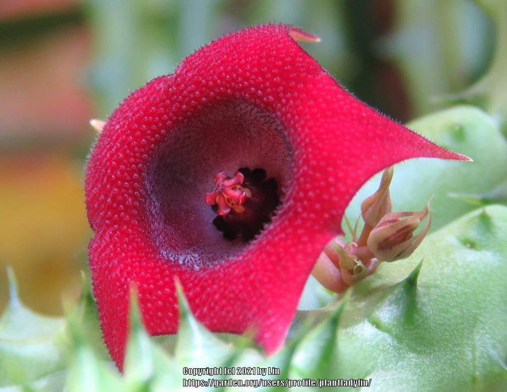 Photo of Huernia (Ceropegia 'Red Dragon Flower') uploaded by plantladylin