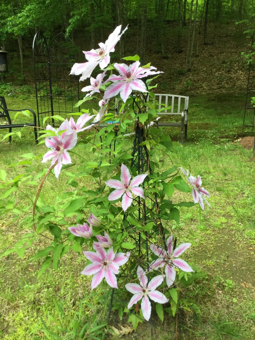 Photo of Clematis 'Nelly Moser' uploaded by robertduval14