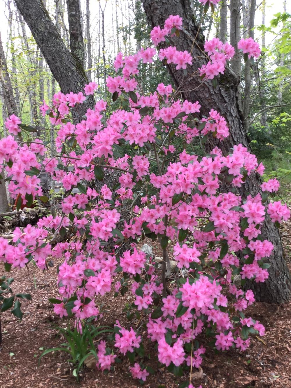 Photo of Rhododendrons (Rhododendron) uploaded by robertduval14