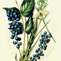 
Date: c. 1846
illustration [as Berberis nervosa] from 'Flore des serres et des 