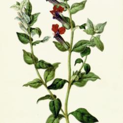 
Date: c. 1846
illustration [as Cuphea miniata] from 'Flore des serres et des ja