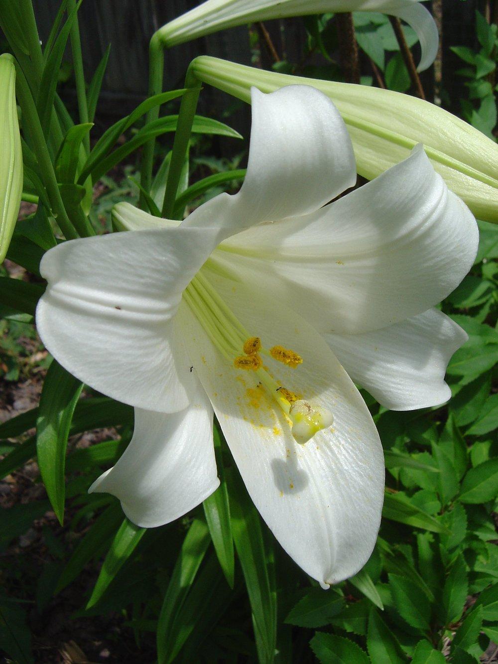 Photo of Lily (Lilium longiflorum) uploaded by GardensJohn