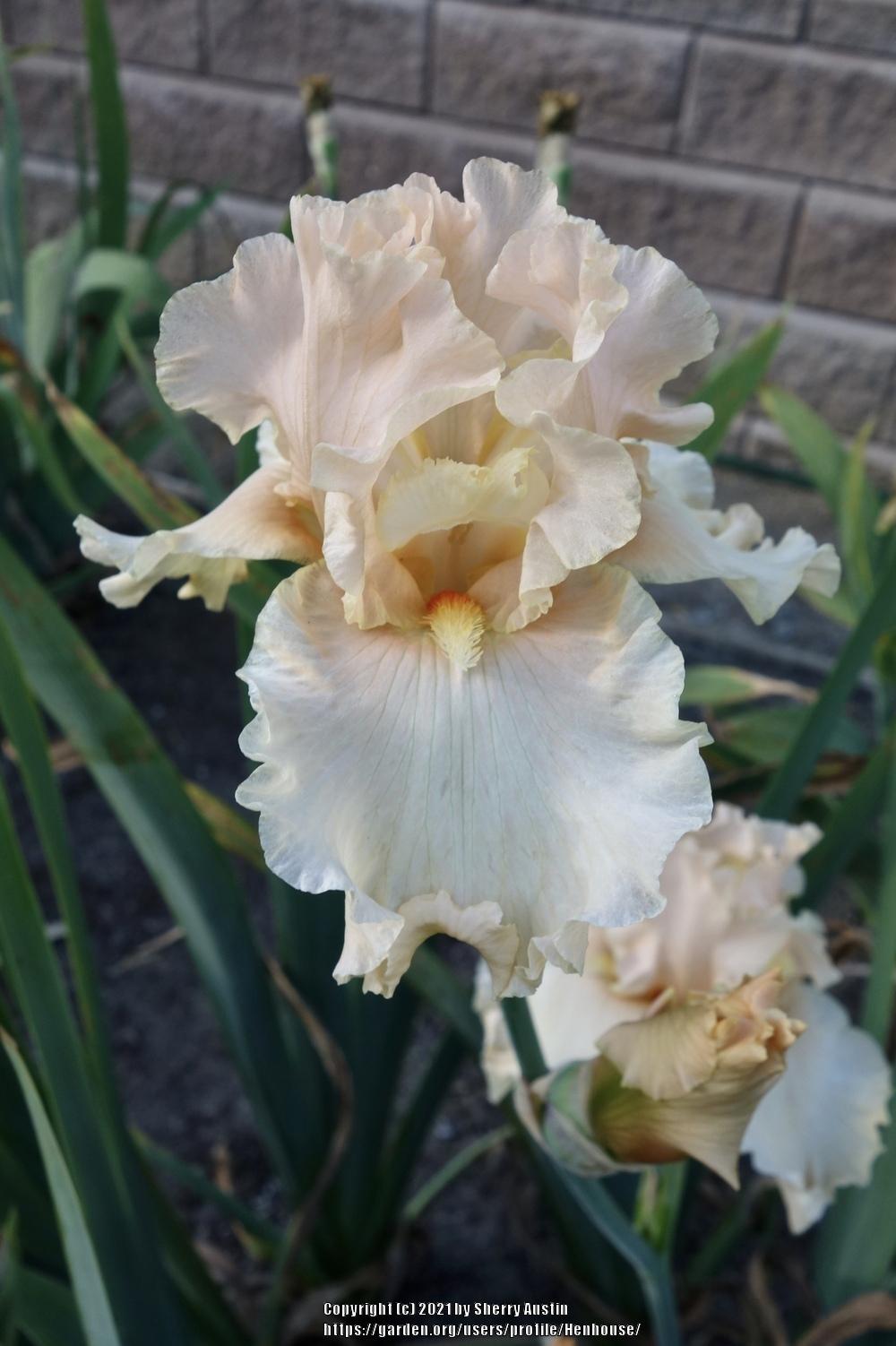 Photo of Tall Bearded Iris (Iris 'Peach Pearl') uploaded by Henhouse