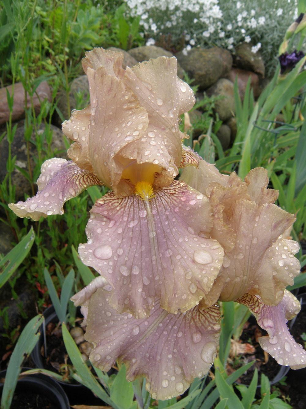 Photo of Tall Bearded Iris (Iris 'Gandalf the Grey') uploaded by IrisLilli