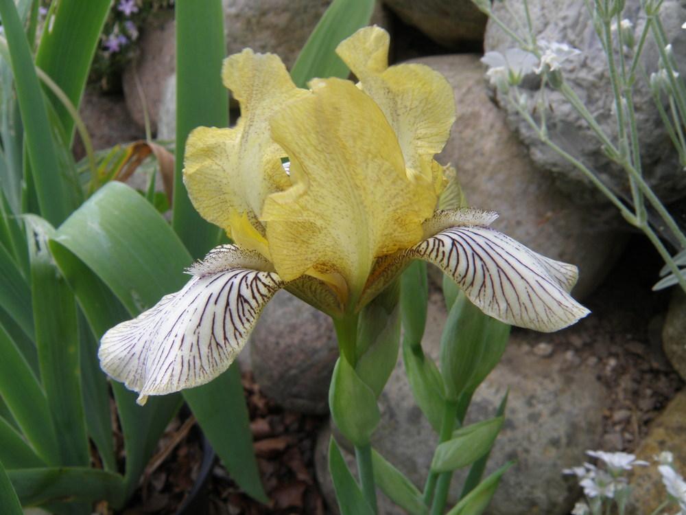 Photo of Miniature Tall Bearded Iris (Iris 'Goldvogel') uploaded by IrisLilli