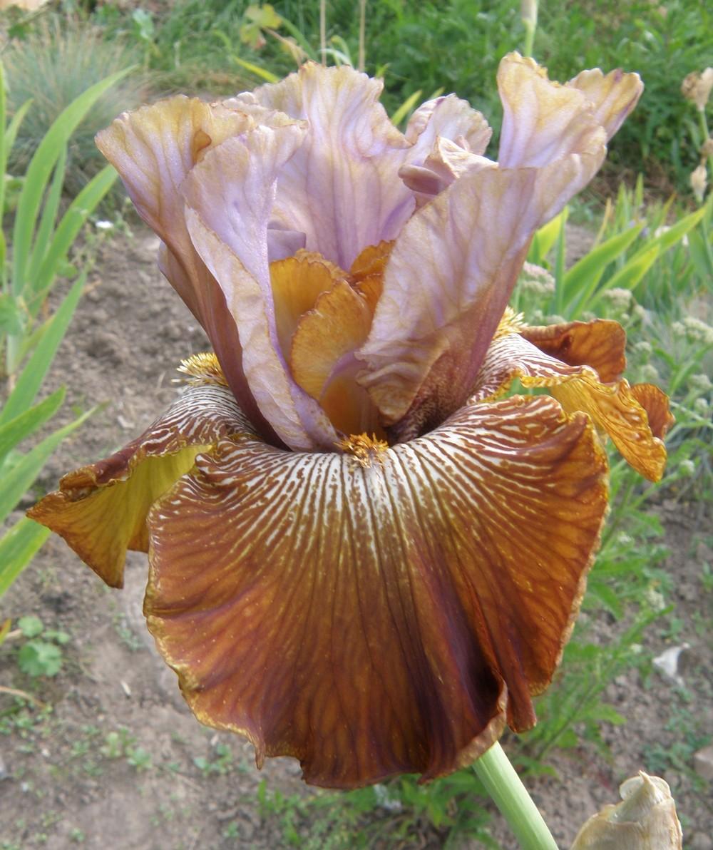 Photo of Tall Bearded Iris (Iris 'Fuori dal Coro') uploaded by IrisLilli