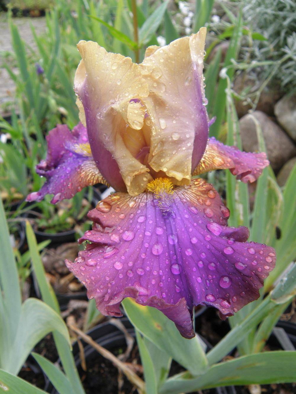Photo of Tall Bearded Iris (Iris 'Trillion') uploaded by IrisLilli