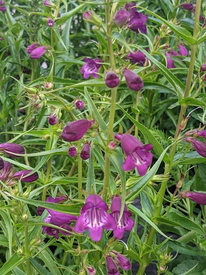 Photo of Beardtongue (Penstemon Pike's Peak Purple®) uploaded by Joy
