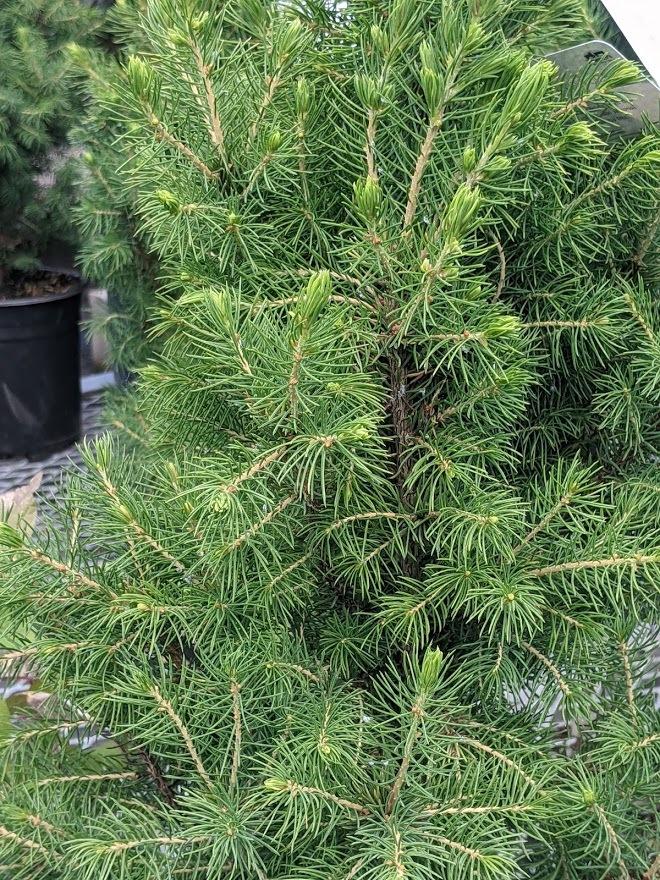 Photo of Dwarf Alberta Spruce (Picea glauca var. albertiana 'Conica') uploaded by Joy