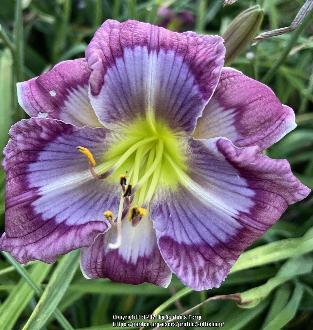 Photo of Daylily (Hemerocallis 'Put My Picture on the Cover') uploaded by kidfishing