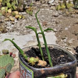 Location: South Bella Vista Drive, Tucson, AZ
Date: 2021-06-25
Young ginger growing from a long ignored grocery store rhizome