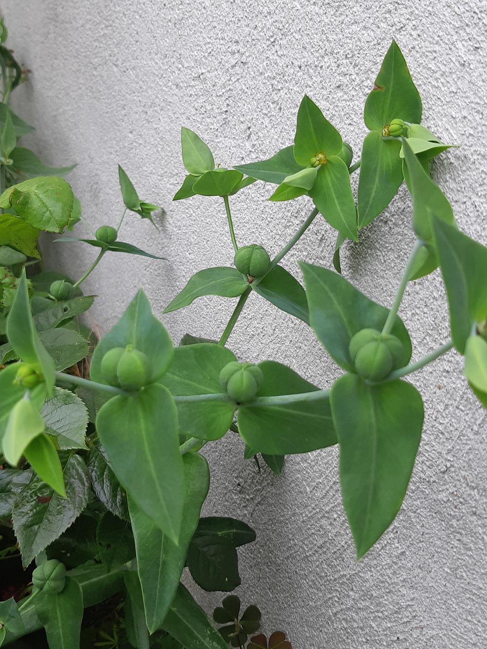 Photo of Gopher Spurge (Euphorbia lathyris) uploaded by mbotanas