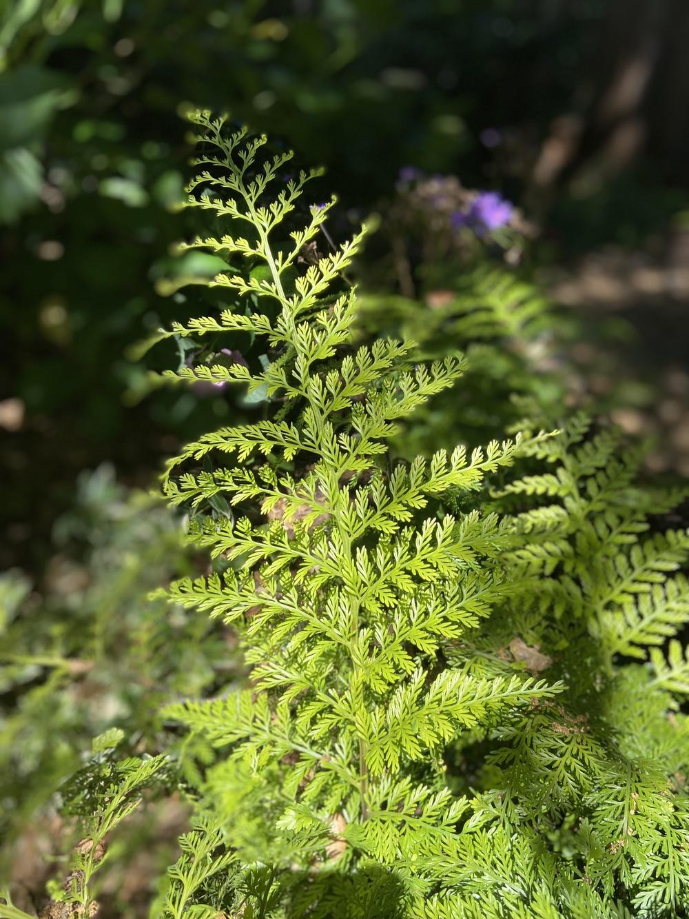 Photo of Polystichum uploaded by Calif_Sue