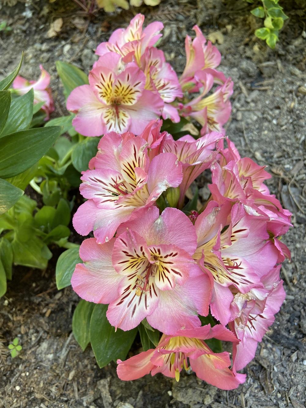 Photo of Peruvian Lily (Alstroemeria Inticancha® Sunshine) uploaded by Calif_Sue
