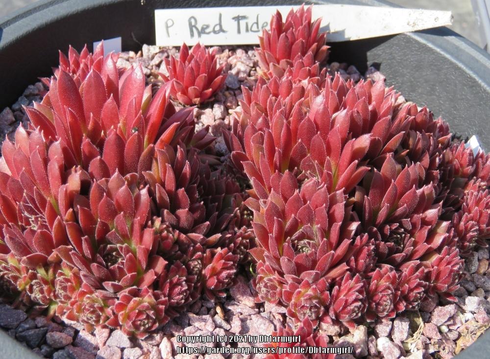 Photo of Hen and Chicks (Sempervivum 'Pacific Red Tide') uploaded by Dbfarmgirl