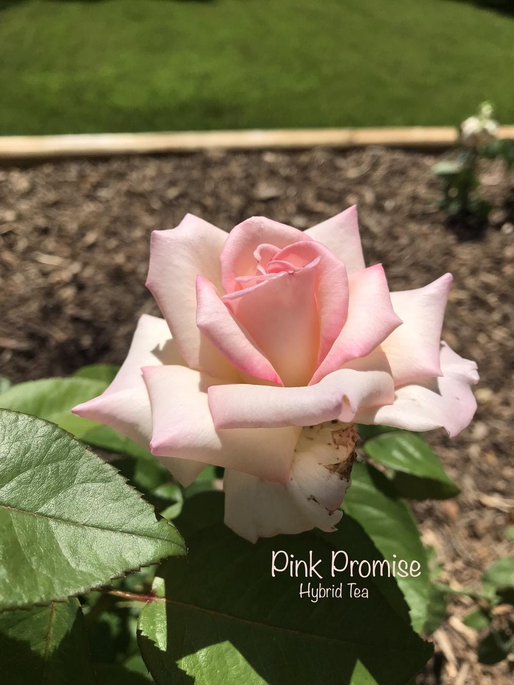 Photo of Rose (Rosa 'Pink Promise') uploaded by Eric_C