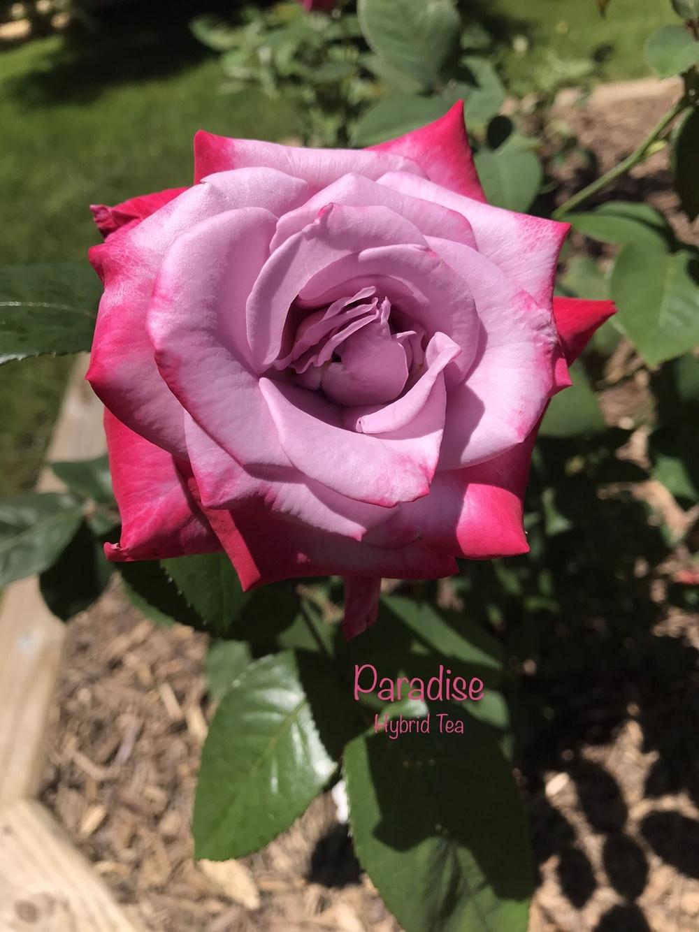Photo of Rose (Rosa 'Paradise') uploaded by Eric_C