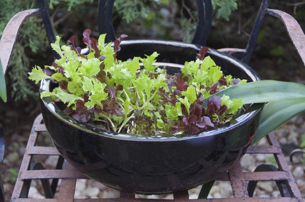 Photo of Loose-leaf Lettuce (Lactuca sativa 'Salad Bowl') uploaded by Fleur569