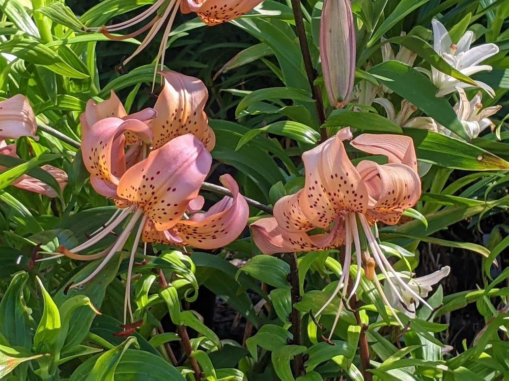 Photo of Asiatic Lily (Lilium 'Jasper') uploaded by Joy